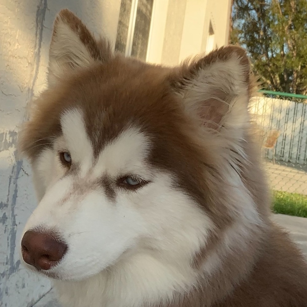 Meet your Posher, George